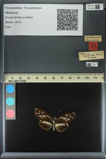 Media type: image;   Entomology 16609